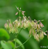 žluťucha orlíčkolistá <i>(Thalictrum aquilegiifolium)</i> / Plod
