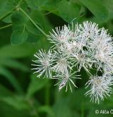 žluťucha orlíčkolistá <i>(Thalictrum aquilegiifolium)</i> / Květ/Květenství