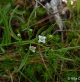 lněnka alpská <i>(Thesium alpinum)</i> / Květ/Květenství
