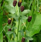 jetel kaštanový <i>(Trifolium spadiceum)</i> / Habitus