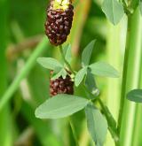 jetel kaštanový <i>(Trifolium spadiceum)</i> / Květ/Květenství