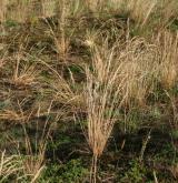 Otevřené trávníky vátých písků s paličkovcem šedavým <i>(Corynephorion canescentis)</i> / Detail porostu