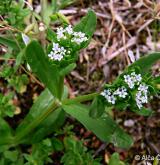 kozlíček polníček <i>(Valerianella locusta)</i> / Habitus