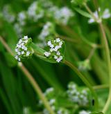 kozlíček polníček <i>(Valerianella locusta)</i> / Květ/Květenství