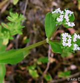 kozlíček polníček <i>(Valerianella locusta)</i> / Květ/Květenství