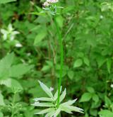 kozlík lékařský <i>(Valeriana officinalis)</i> / Habitus