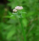 kozlík lékařský <i>(Valeriana officinalis)</i> / Květ/Květenství