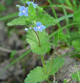 rozrazil rezekvítek <i>(Veronica chamaedrys)</i> / Habitus