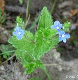 rozrazil rezekvítek <i>(Veronica chamaedrys)</i> / Habitus