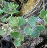 rozrazil břečťanolistý <i>(Veronica hederifolia)</i> / Habitus