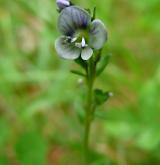 rozrazil douškolistý <i>(Veronica serpyllifolia)</i> / Květ/Květenství