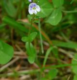 rozrazil douškolistý <i>(Veronica serpyllifolia)</i> / Květ/Květenství