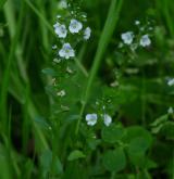 rozrazil douškolistý <i>(Veronica serpyllifolia)</i> / Habitus