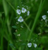 rozrazil douškolistý <i>(Veronica serpyllifolia)</i> / Habitus