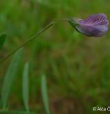 vikev čtyřsemenná <i>(Vicia tetrasperma)</i> / Květ/Květenství