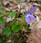 violka Rivinova <i>(Viola riviniana)</i> / Habitus