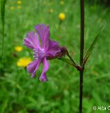  smolnička obecná <i>(Lychnis viscaria)</i> / Květ/Květenství