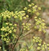 smldník alsaský <i>(Peucedanum alsaticum)</i> / Květ/Květenství