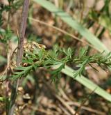 smldník alsaský <i>(Peucedanum alsaticum)</i> / List