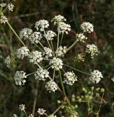 smldník olešníkový <i>(Peucedanum oreoselinum)</i> / Květ/Květenství