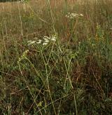 smldník olešníkový <i>(Peucedanum oreoselinum)</i> / Habitus