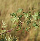 smldník olešníkový <i>(Peucedanum oreoselinum)</i> / List