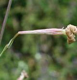silenka dlouhokvětá <i>(Silene bupleuroides)</i> / Květ/Květenství