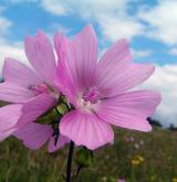 sléz velkokvětý <i>(Malva alcea)</i> / Květ/Květenství