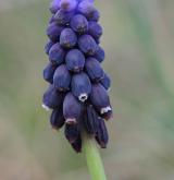 modřenec hroznatý <i>(Muscari neglectum)</i> / Květ/Květenství