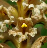 záraza žlutá <i>(Orobanche lutea)</i> / Květ/Květenství