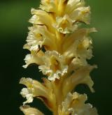 záraza žlutá <i>(Orobanche lutea)</i> / Květ/Květenství