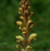 záraza hřebíčková <i>(Orobanche caryophyllacea)</i> / Květ/Květenství