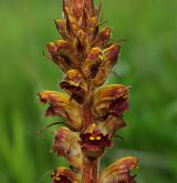 záraza štíhlá <i>(Orobanche gracilis)</i> / Květ/Květenství