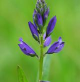 vítod obecný <i>(Polygala vulgaris)</i>