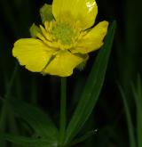 pryskyřník zlatožlutý <i>(Ranunculus auricomus)</i> / Květ/Květenství