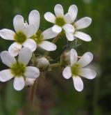 lomikámen cibulkatý <i>(Saxifraga bulbifera)</i> / Květ/Květenství