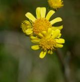 starček (pastarček) celolistý <i>(Tephroseris integrifolia)</i> / Květ/Květenství