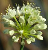 česnek hadí <i>(Allium victorialis)</i> / Květ/Květenství
