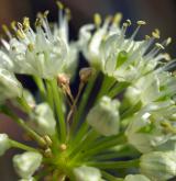 česnek hadí <i>(Allium victorialis)</i> / Květ/Květenství