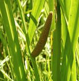 puškvorec obecný <i>(Acorus calamus)</i> / Habitus