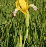 kosatec různobarvý <i>(Iris variegata)</i> / Habitus