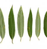vrba trojmužná <i>(Salix triandra)</i> / List
