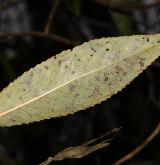 vrba křehká <i>(Salix euxina)</i> / List
