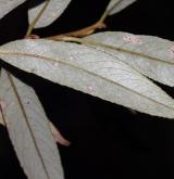 vrba bílá × trojmužná <i>(Salix ×undulata)</i> / List