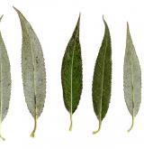vrba bílá × křehká <i>(Salix ×rubens)</i> / List