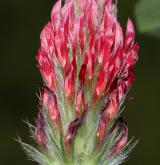 jetel inkarnát <i>(Trifolium incarnatum)</i> / Květ/Květenství