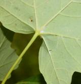 javor kaspický <i>(Acer hyrcanum)</i> / List