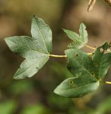 javor gruzínský <i>(Acer ibericum)</i>
