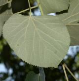 lípa stříbrná <i>(Tilia tomentosa)</i>