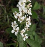 ostružiník šedavý <i>(Rubus canescens)</i> / Květ/Květenství